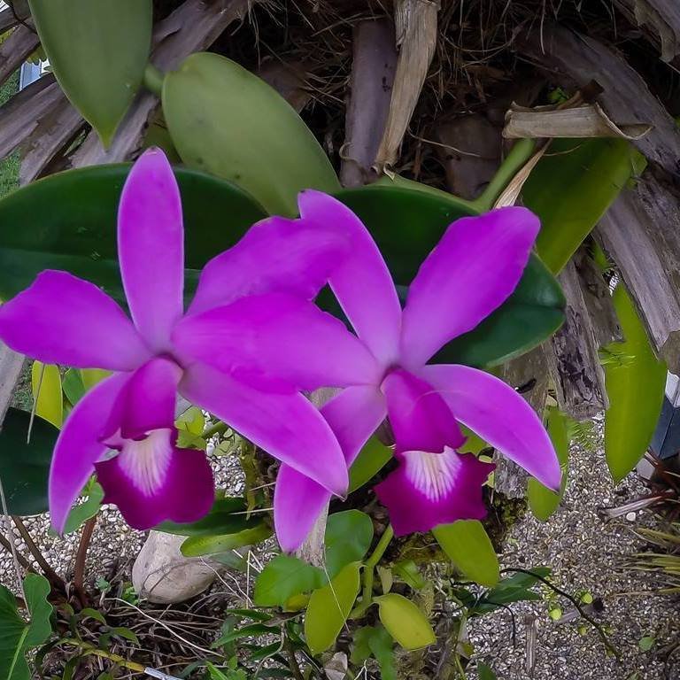 Orquídeas da Amazônia