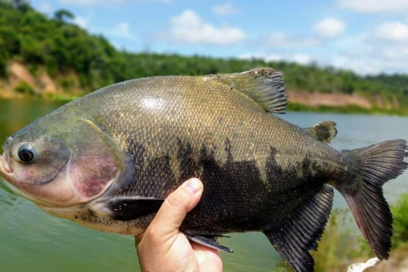 Criação de Tambaqui é Destaque em Rondônia