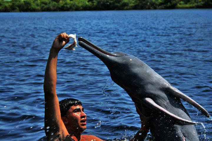 Boto da Amazônia