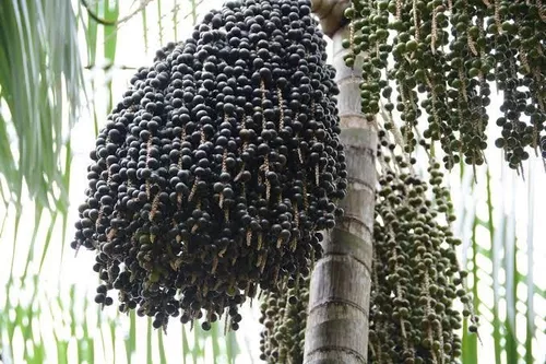 Açaí, a Pérola da Amazôna