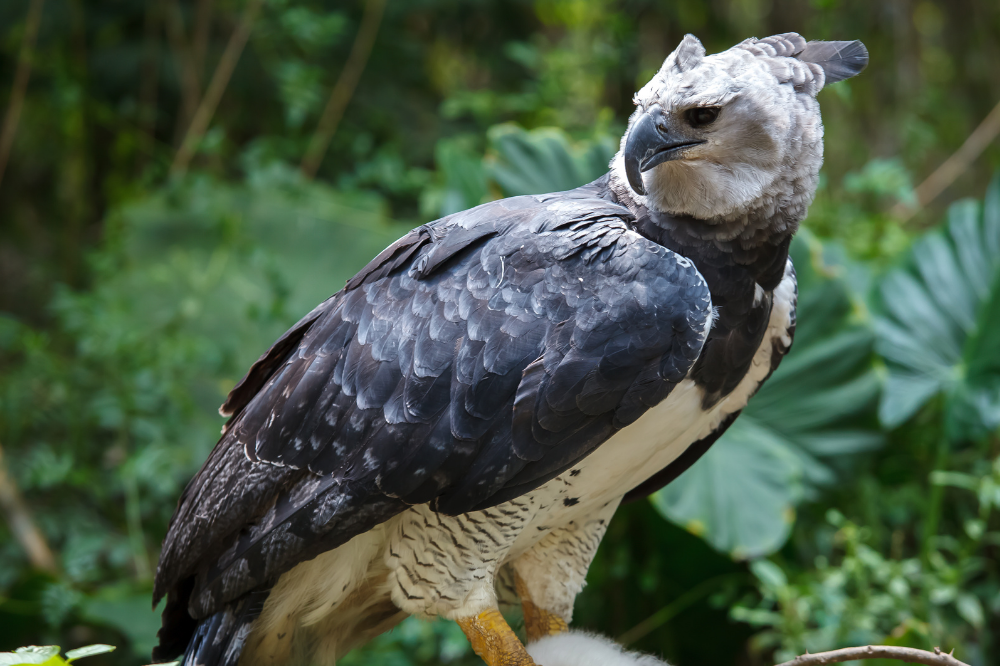 Gavião-real Maior águia do mundo