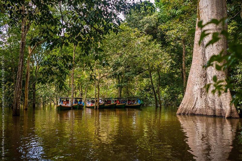 SAMAÚMA – A MÃE DA MATA