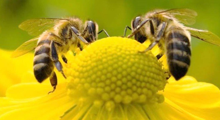 Meliponicultor prevê expansão da criação de abelhas a partir de incentivo do Governo do Amazonas