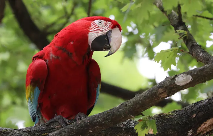 Arara-vermelha