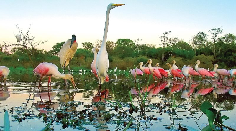 Pantanal - Mato Grosso