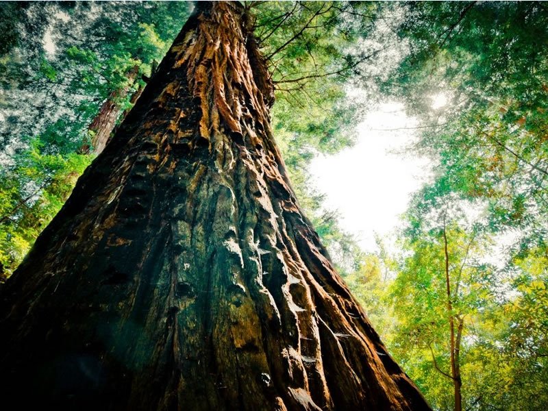 Maior árvore da Amazônia