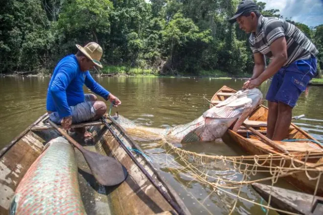 Instituto de Desenvolvimento Sustentável Mamirauá