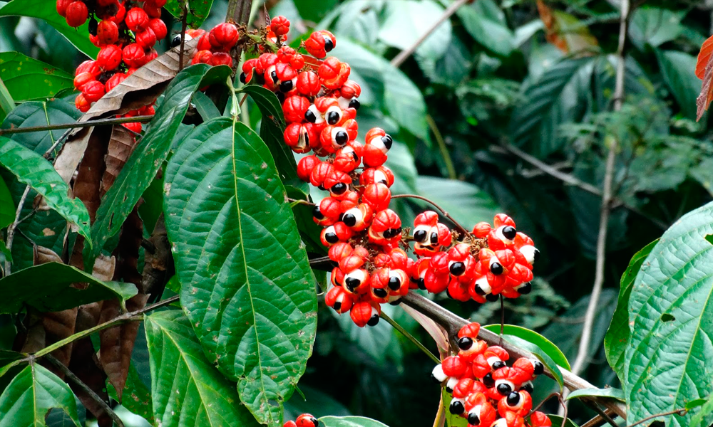 O Guaraná da Amazônia