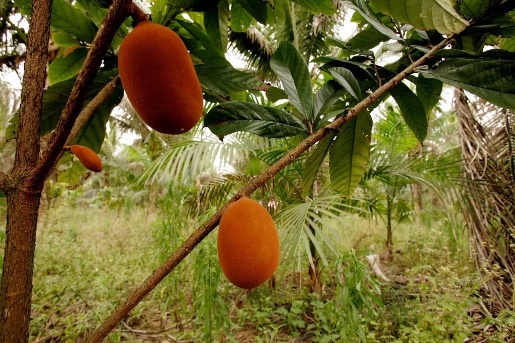 Cupuaçu uma fruta típica da Amazônia