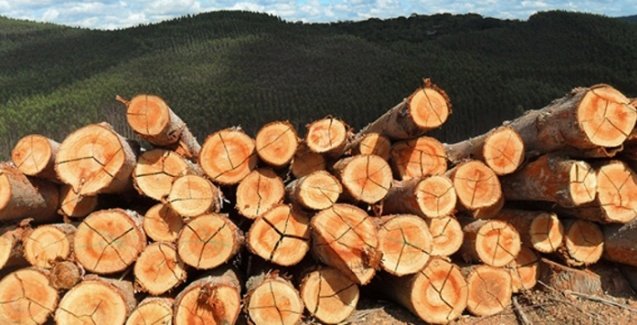 Ipaam alerta sobre período do Defeso Florestal no Amazonas