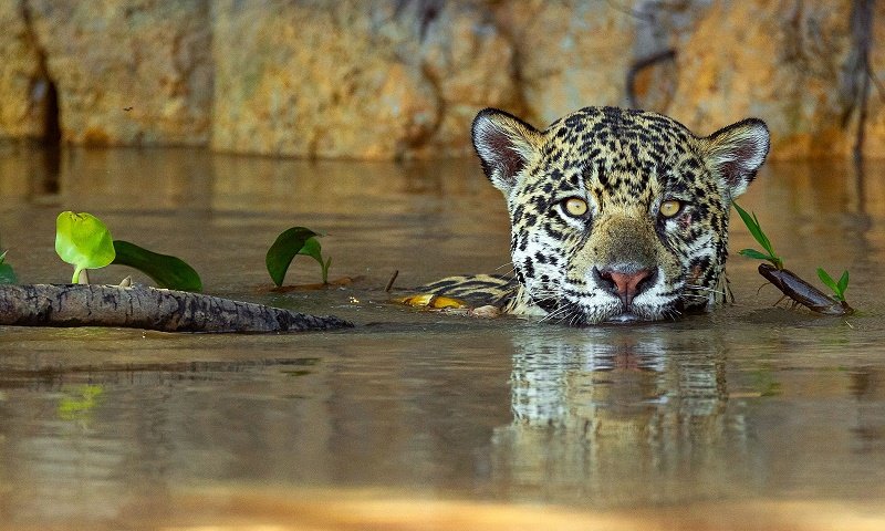 PANTANAL