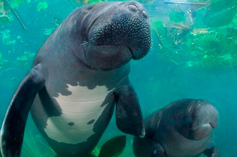 Peixe-boi da Amazônia