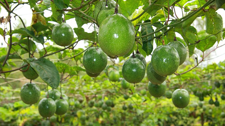 Aumento de produtividade do maracujá se reflete na oferta do fruto nas Feiras de Produtos Regionais da ADS