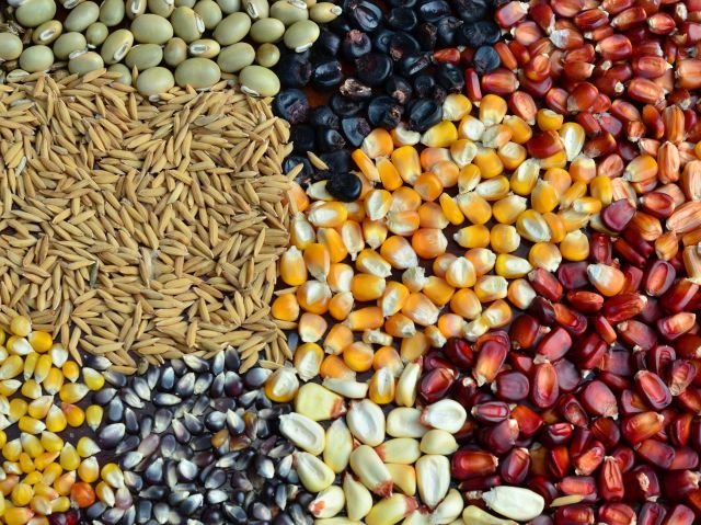 Florestais Amazônicas têm Germinação Estudada