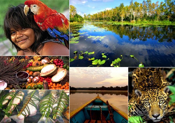 A FLORESTA AMAZÔNICA E O FUTURO DO BRASIL