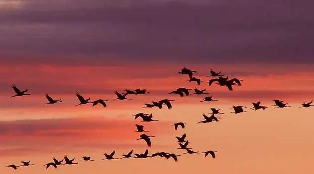 Aves voltam a mata amazônica 20 anos após extinção local