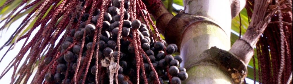 Bacaba: fruto regional com mil e uma utilidade