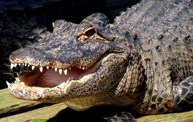 Jacaré-açu da Amazônia, o maior jacaré do território brasileiro