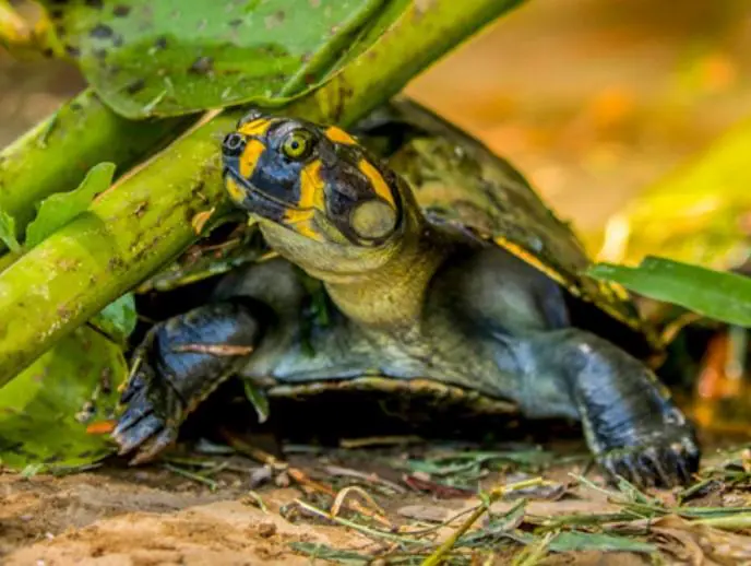 Três novas espécies de tartarugas na Amazônia
