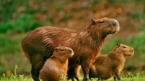 Capivara é um mamífero herbívoro considerado o maior roedor do mundo