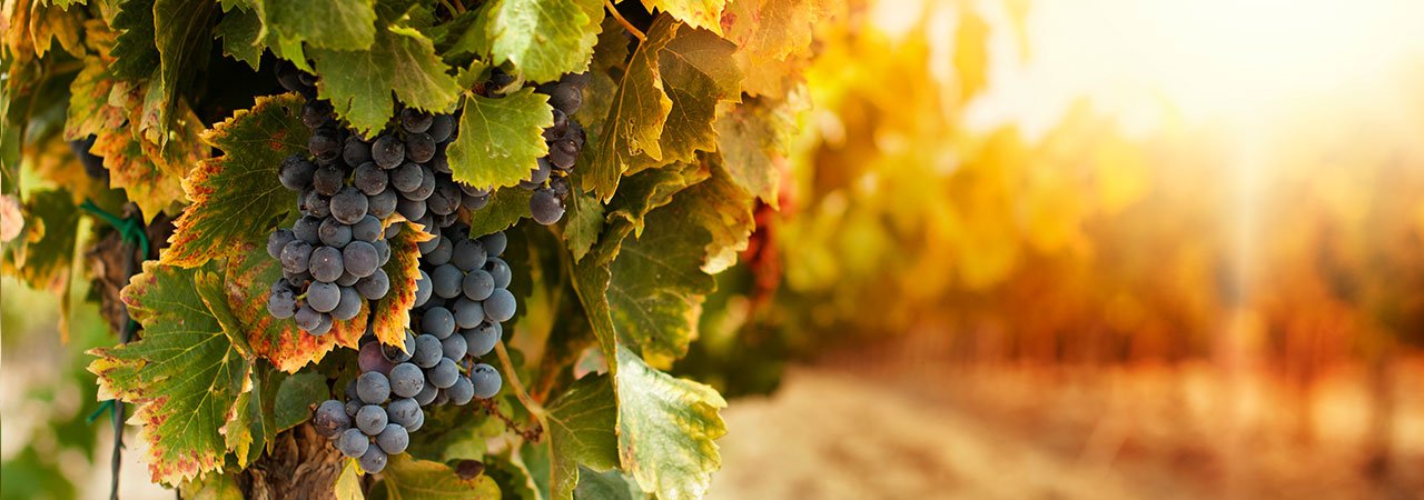 A insanidade dos nossos hábitos