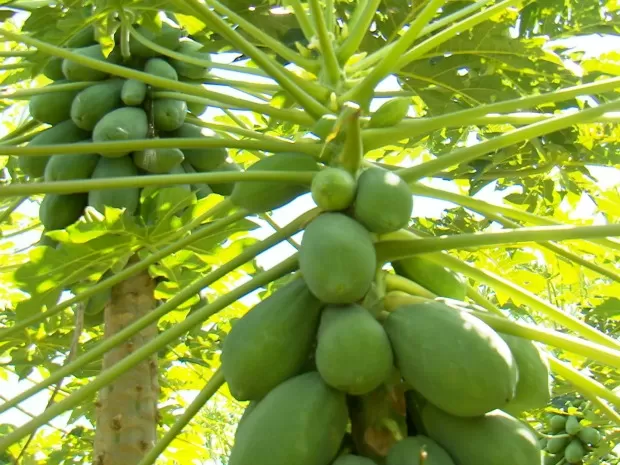 O mamão verde quebrou o galho e virou doce