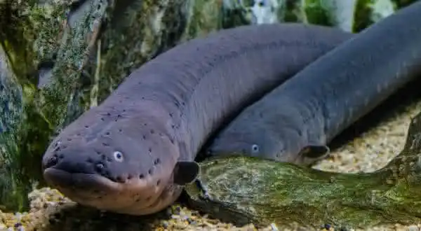 Poraquê, o peixe-elétrico