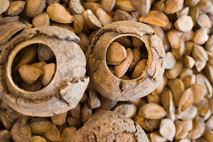 A Bertholletia excelsa, popularmente conhecida como castanheira-do-brasil é uma árvore de grande porte, nativa da Bolivia, Brasil, Colômbia, Guiana Francesa, Guiana, Suriname e Venezuela e que pertence à família botânica Lecythidaceae. É a única espécie do gênero Bertholletia cujo nome homenageia o químico francês Claude Louis Berthollet. Pode atingir mais de 50 metros de altura, sendo citada entre as maiores árvores da Amazônia. Sua copa emerge e de destaca sobre a folhagem das árvores vizinhas. Seu tronco é reto de casca acinzentada. É uma espécie caducifólia: suas folhas caem na estação seca. As folhas medem entre 20 e 35 centímetros de comprimento e entre 10 e 15 centímetros de largura. Ocorre nos Estados do Acre, Amazonas, Amapá, Pará, Rondônia, Roraima e Mato Grosso em Floresta de Terra Firme, mas também pode ocorrer em áreas antrópicas. É uma árvore de grande importância para a população local pelo comércio das sementes, e também pelas fortes relações com outras espécies de plantas e animais. Suas flores são pequenas, carnosas e de coloração verde-esbranquiçada e apresentam seis pétalas desiguais, cujos estames são reunidos em forma de capuz. Para serem polinizadas, necessitam de abelhas de grande porte, como as espécies Bombus, Centris, Epicharis, Eulaema e Xylocopa, que vivem na floresta fechada. Quando as flores caem, elas são fonte de alimento para diversas espécies silvestres como veados, pacas, queixadas, tatus e catitus. As sementes são dispersas principalmente pela cutia. Algumas espécies de sapo só conseguem se reproduzir utilizando o espaço interno dos ouriços (os frutos secos) ocos e caídos da castanheiras. Fonte Escola de Botânica Foto Divulgação