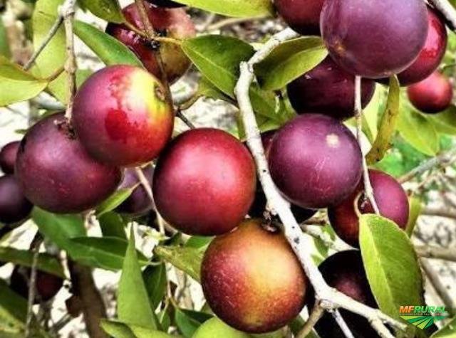 Camu-camu: a fruta brasileira rica em vitamina C
