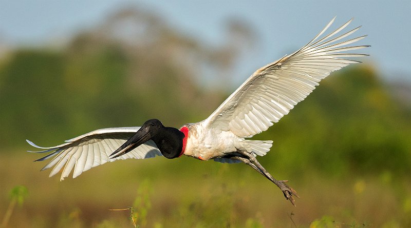 TUIUIÚ: A AVE SÍMBOLO DO PANTANAL