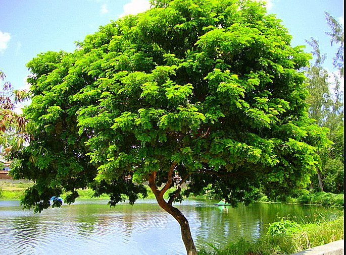 A história do pau-brasil