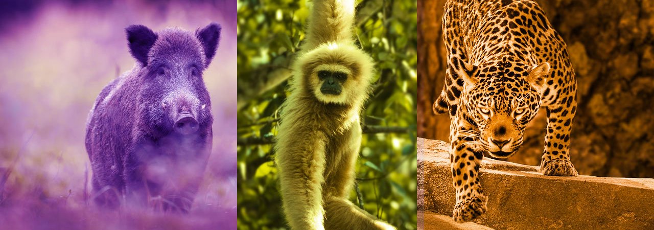 O javali, o macaco e a onça