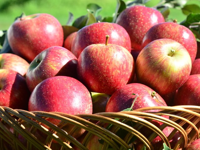Uma maçã ao dia pode fazer diferença; entenda