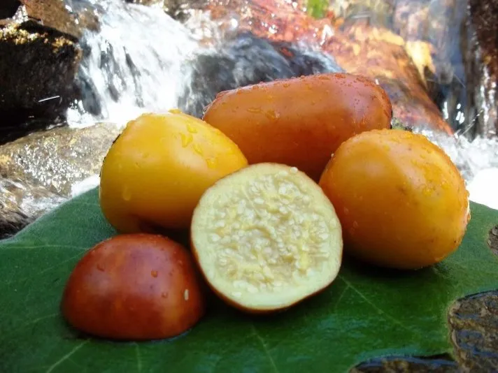 Maná-cubiu: O que é, benefícios e como consumir