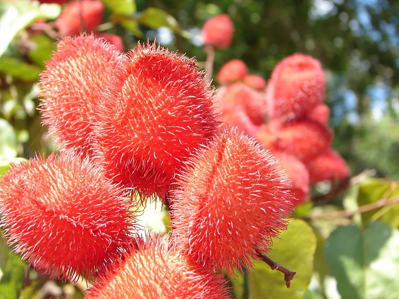 Urucum: uma importante fonte de corantes naturais