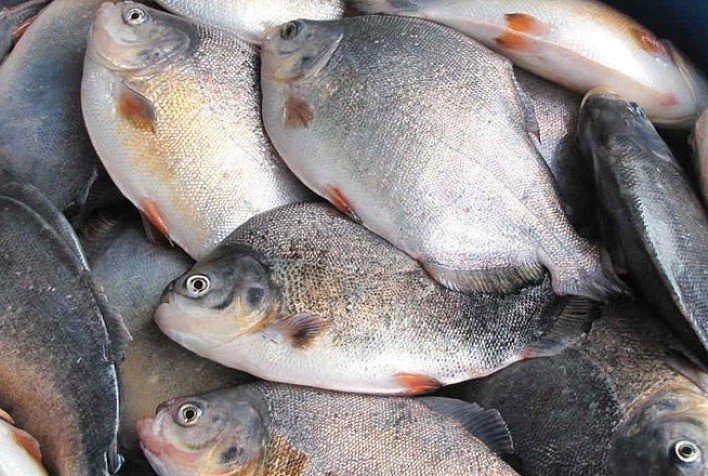 China supera o Brasil e se torna um grande produtor de peixes amazônicos