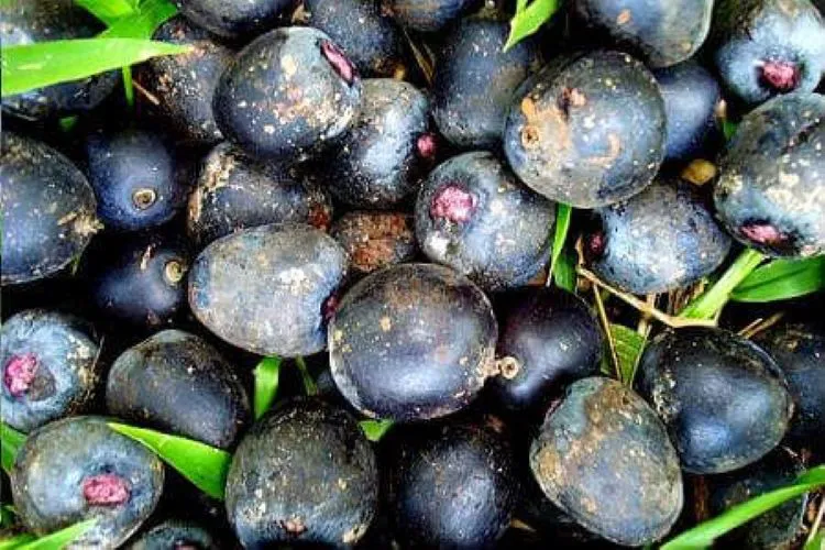 Patauá: já ouviu falar? Conheça esse fruto amazônico maravilhoso!