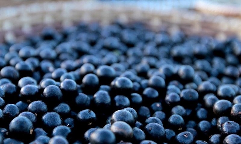 Resíduos das polpas do açaí e inajá são ricos em antioxidantes e anti-inflamatórios, revela novo estudo