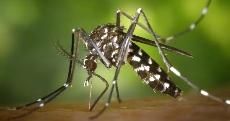 Qual é a origem do mosquito transmissor da dengue?