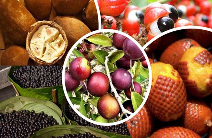 Pesquisa incentiva cultivo em consórcio de frutas amazônicas