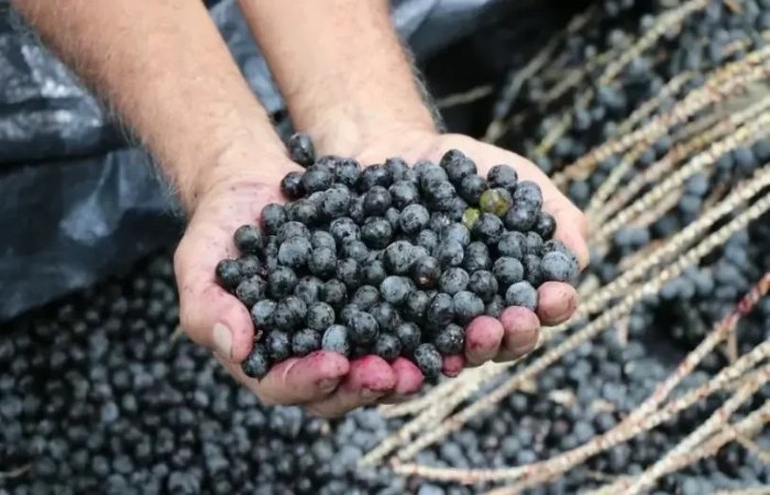 “Ouro Negro” do Amazonas recebe selo de Indicação Geográfica