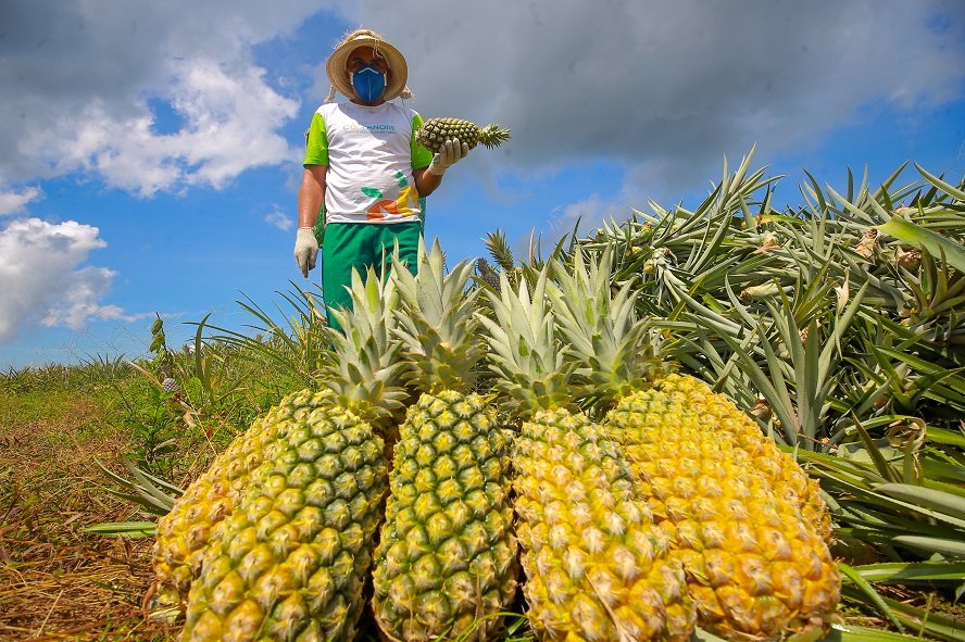 Com Indicação Geográfica, abacaxi do Amazonas garante sustento de produtores
