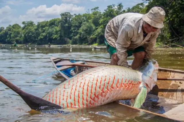 Um dos maiores peixes de água doce da Terra está se recuperando na Amazônia brasileira