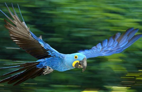 Vamos Juntos Salvar a Amazônia-com Almir Souza