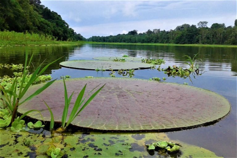 "Amazonas" por Fama Amazônica
