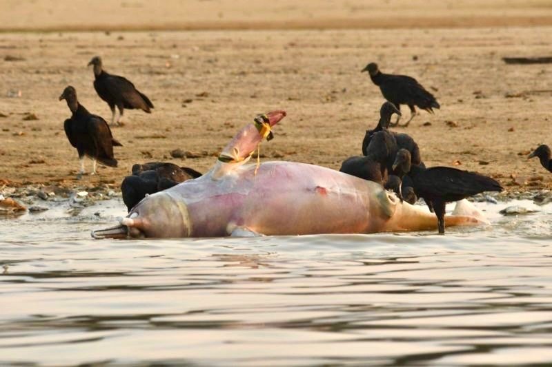 Salve Salve A Amazônia com Almir Souza