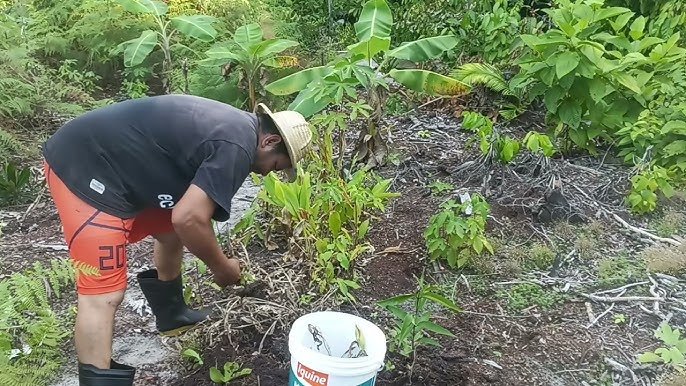 Chibé na Cuia com Almir Souza