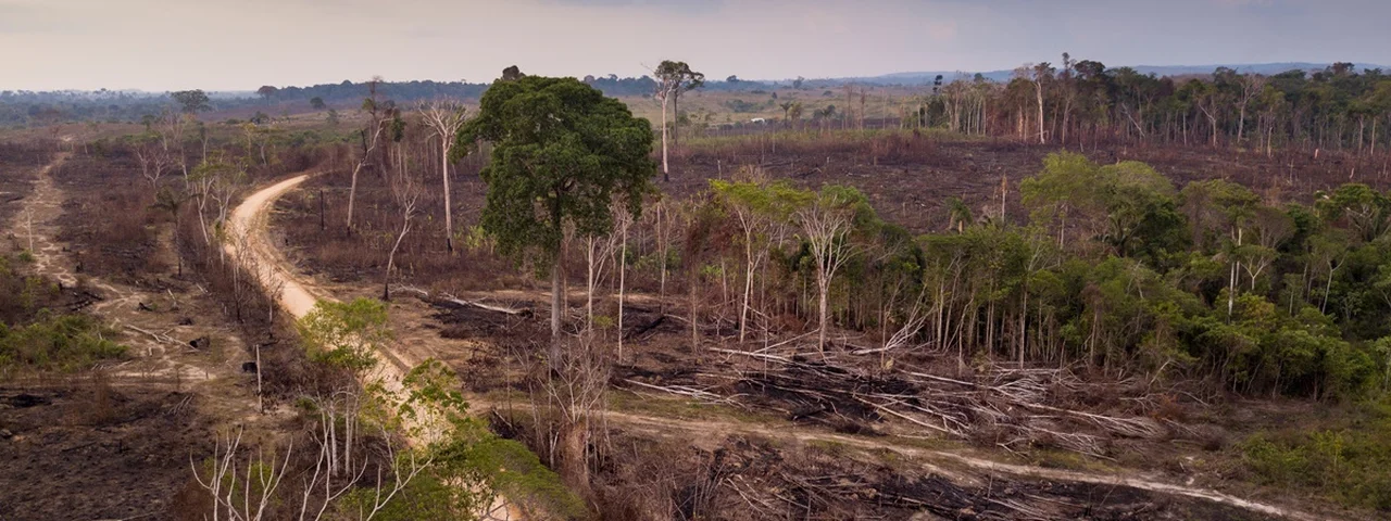 Desafios e Iniciativas Recentes na Conservação da Amazônia