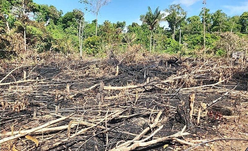 Desmatamento e degradação florestal na Amazônia acendem alerta em 2025