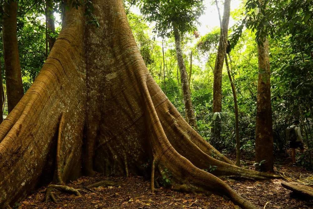 Samaúma: A Mãe das Árvores da Amazônia